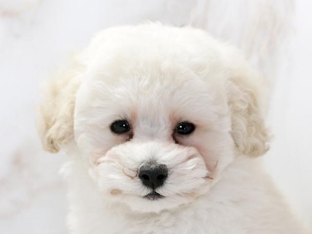 ����å�����Ⱦܺ٥ǡ����������ޤ���