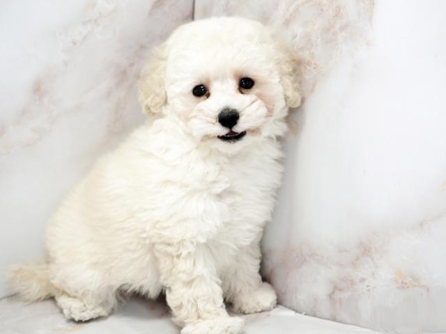 ����ͥ���2