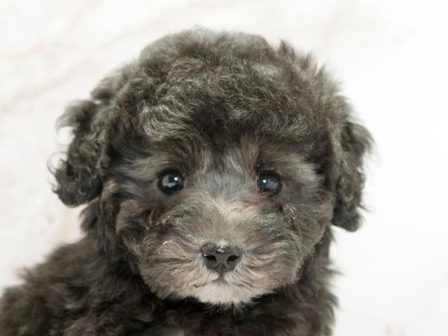 ����å�����Ⱦܺ٥ǡ����������ޤ���