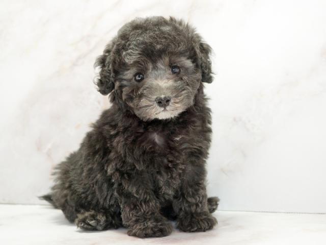 ����ͥ���2