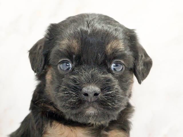 ����å�����Ⱦܺ٥ǡ����������ޤ���