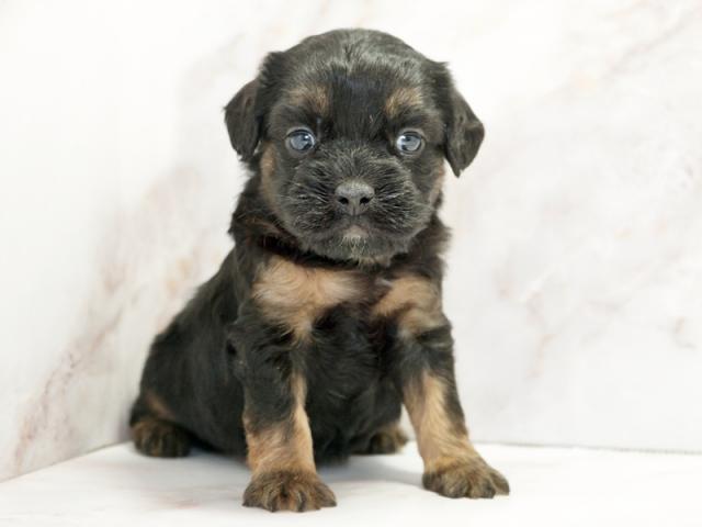 ����ͥ���2