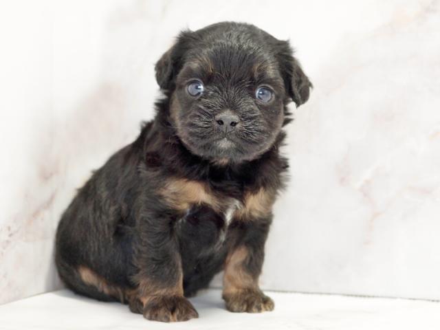 ����ͥ���2