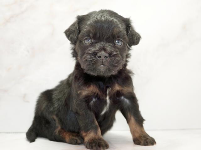 ����ͥ���2