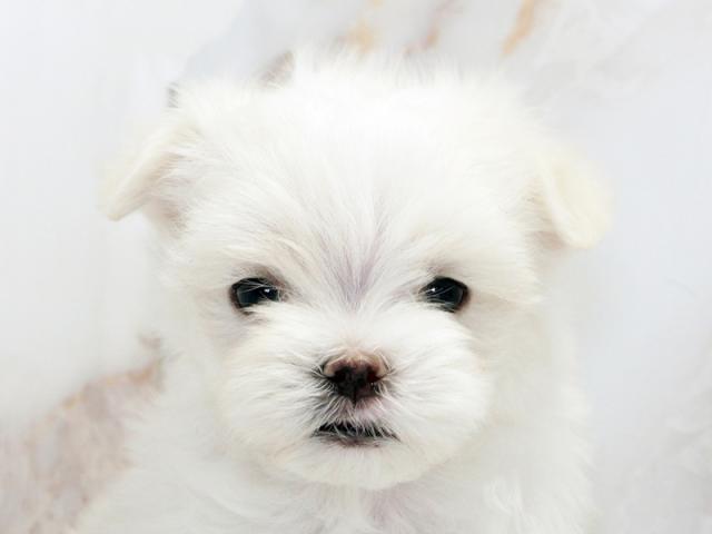 ����å�����Ⱦܺ٥ǡ����������ޤ���