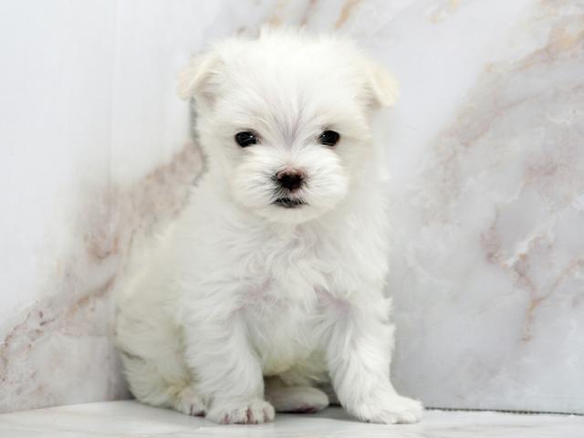 ����ͥ���2