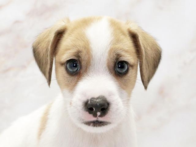 ����å�����Ⱦܺ٥ǡ����������ޤ���