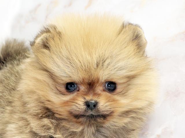 ����å�����Ⱦܺ٥ǡ����������ޤ���