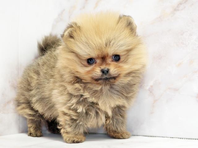 ����ͥ���2