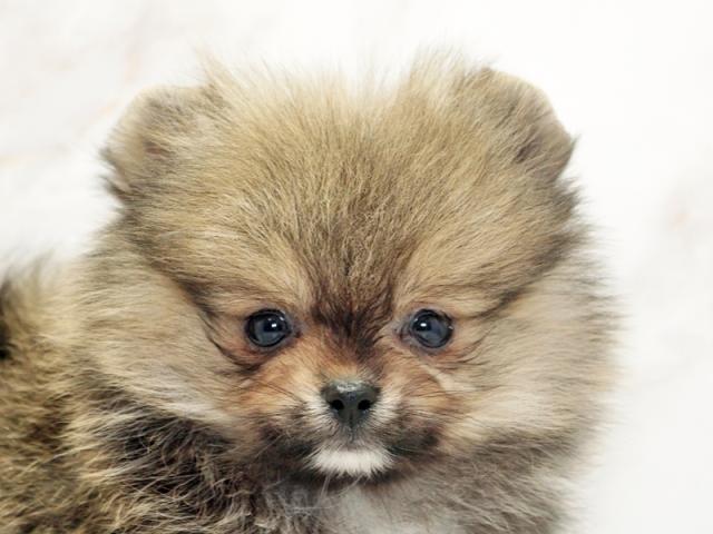 ����å�����Ⱦܺ٥ǡ����������ޤ���