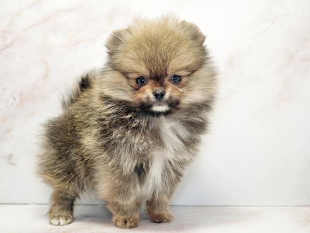 ����ͥ���2