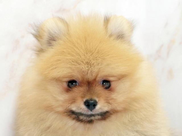 ����å�����Ⱦܺ٥ǡ����������ޤ���