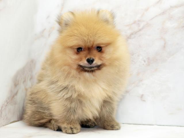 ����ͥ���2