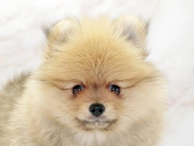 ����å�����Ⱦܺ٥ǡ����������ޤ���