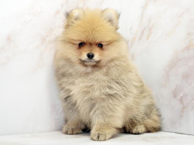 ����ͥ���2