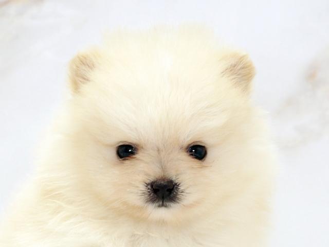 ����å�����Ⱦܺ٥ǡ����������ޤ���