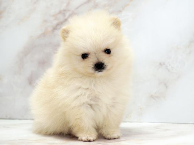 ����ͥ���2