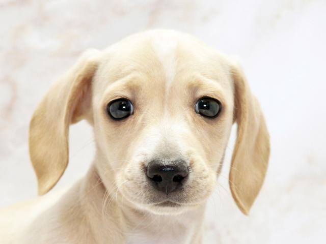 ����å�����Ⱦܺ٥ǡ����������ޤ���