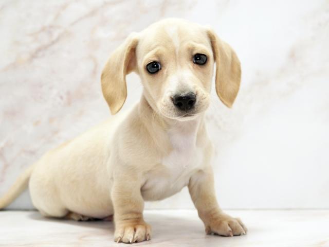 ����ͥ���2