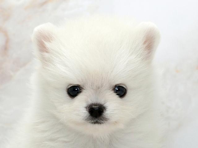 ����å�����Ⱦܺ٥ǡ����������ޤ���