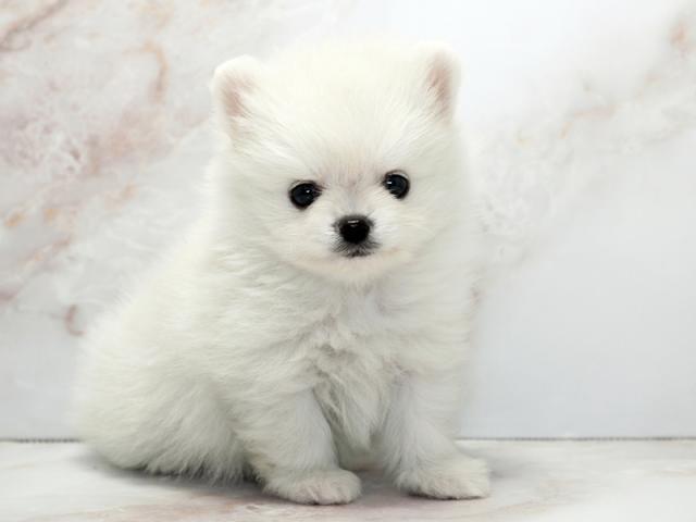 ����ͥ���2