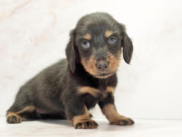 ����ͥ���2