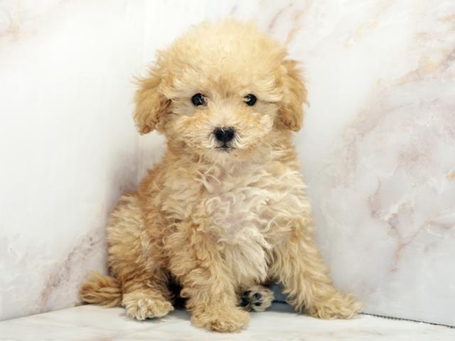 ����ͥ���2