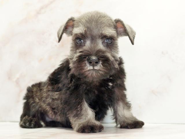 ����ͥ���2