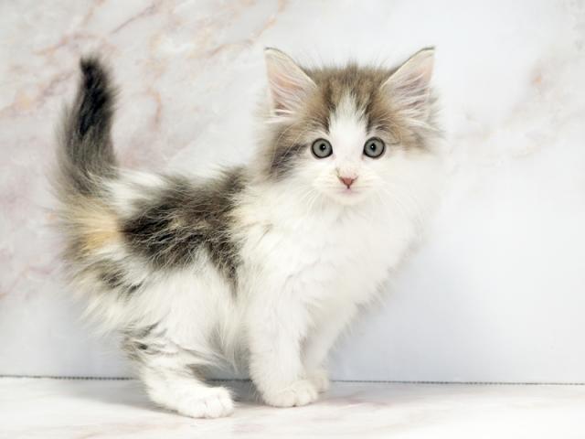 ����ͥ���2