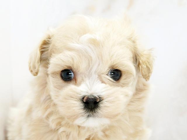 ����å�����Ⱦܺ٥ǡ����������ޤ���