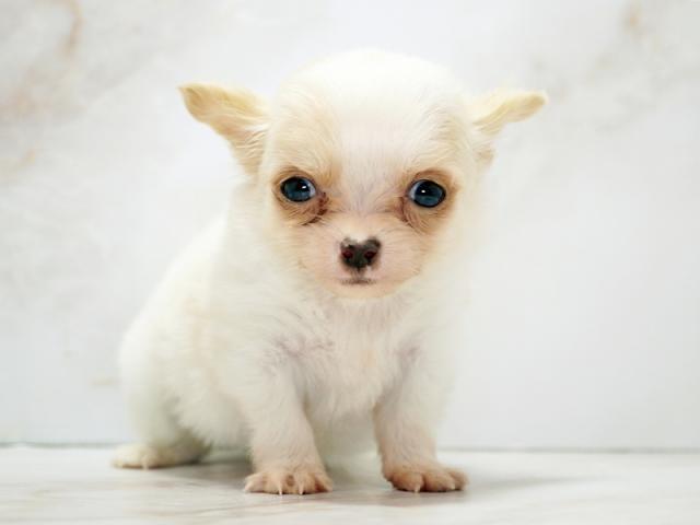 ����ͥ���2