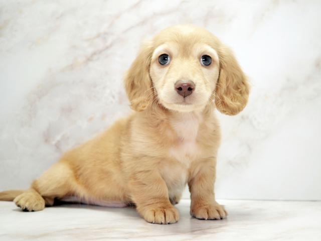 ����ͥ���2