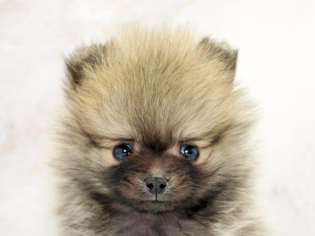 ����å�����Ⱦܺ٥ǡ����������ޤ���