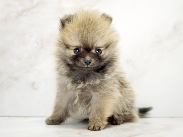 ����ͥ���2