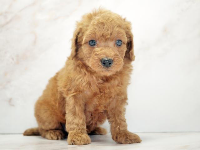 ����ͥ���2