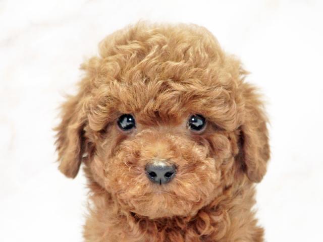 ����å�����Ⱦܺ٥ǡ����������ޤ���