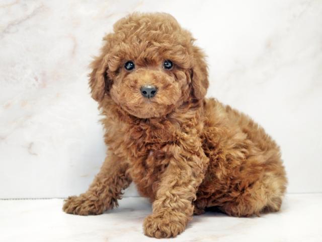 ����ͥ���2