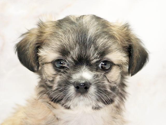 ����å�����Ⱦܺ٥ǡ����������ޤ���