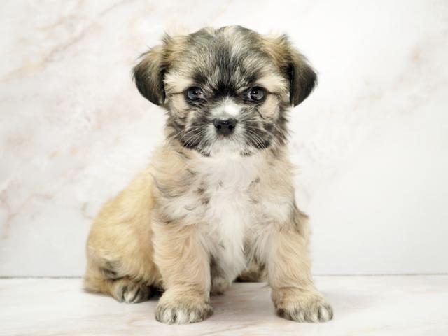 ����ͥ���2