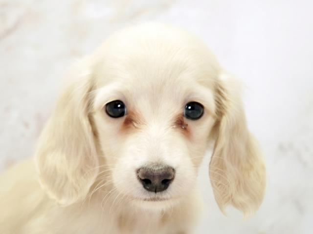 ����å�����Ⱦܺ٥ǡ����������ޤ���