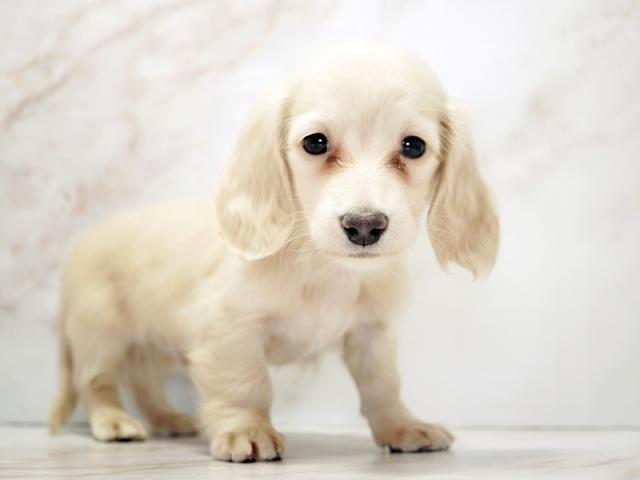 ����ͥ���2