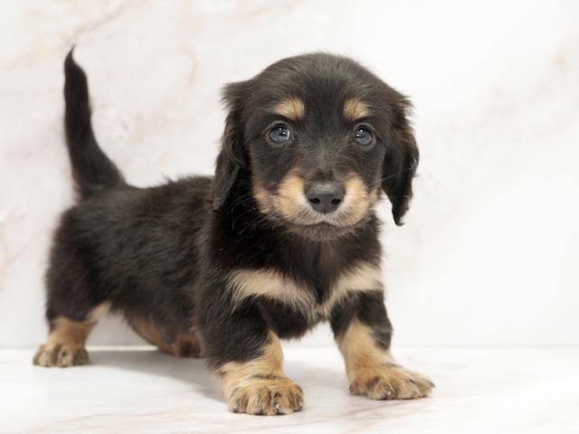 ����ͥ���2