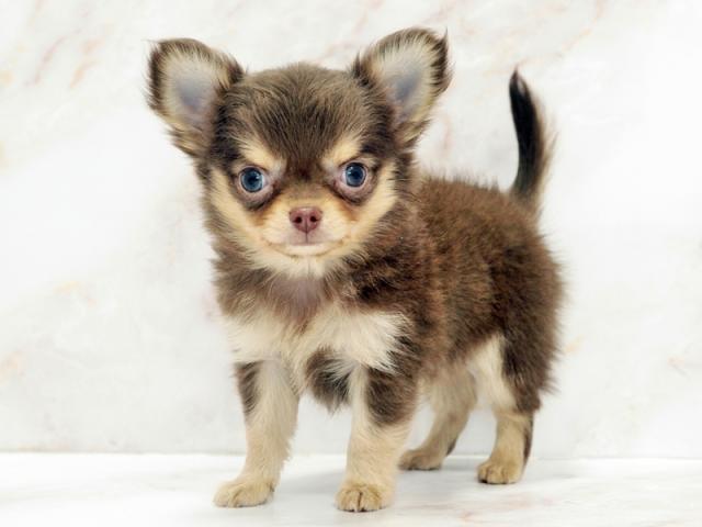 ����ͥ���2