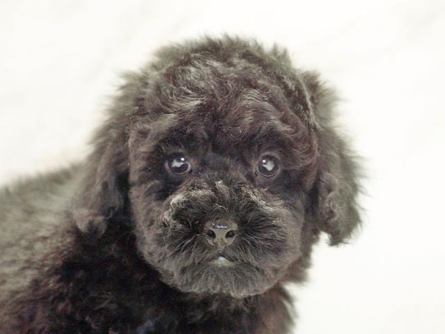 クリックすると詳細データが見られます。