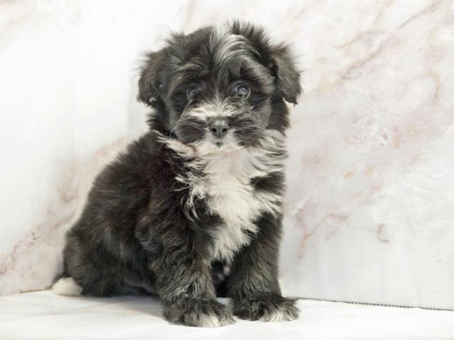 ����ͥ���2