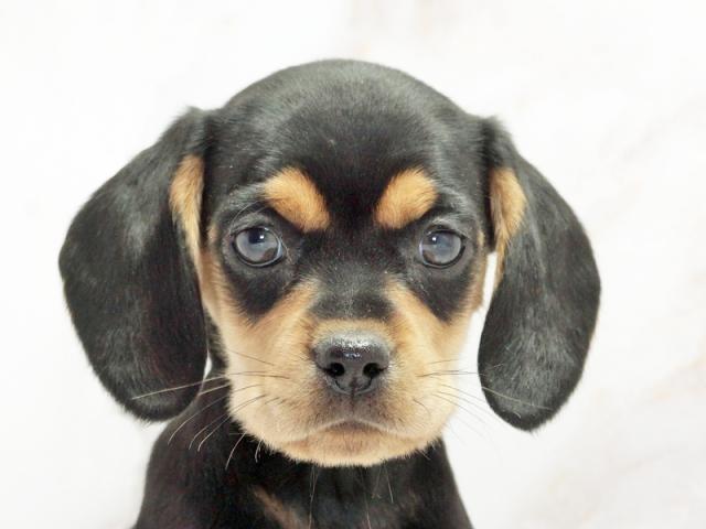 ����å�����Ⱦܺ٥ǡ����������ޤ���