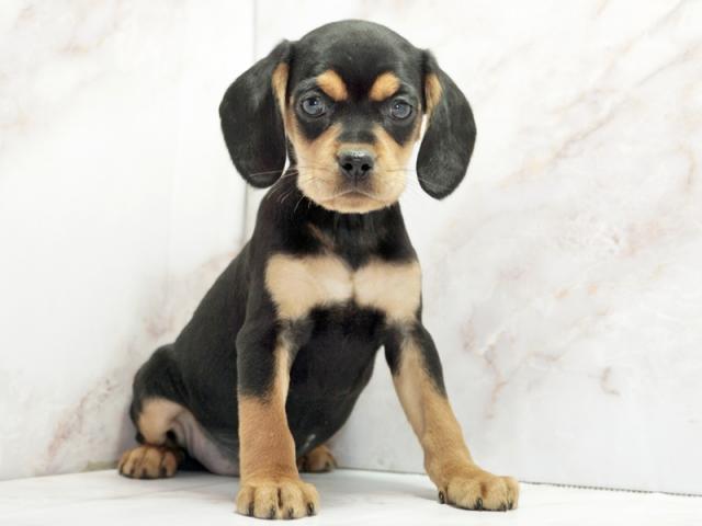 ����ͥ���2