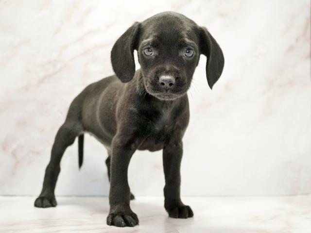 ����ͥ���2