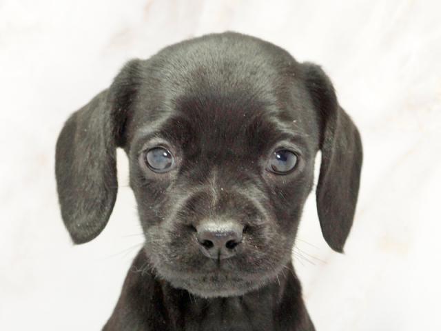 ����å�����Ⱦܺ٥ǡ����������ޤ���