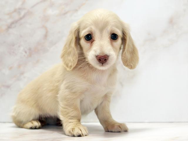 ����ͥ���2